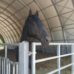 Cavallo Murgese